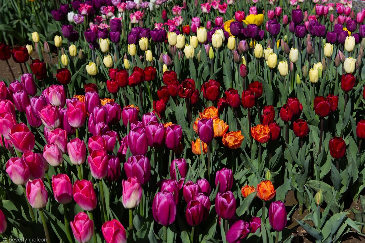 Tulip Festival, Harrison , Vancouver, BC , Canada