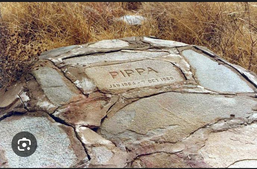 DiscoverMeru's tweet image. Did you know that the grave  of one of the cheetah ,name Pippa &amp;amp; her cub  can be found at @KwsMeru 

Pippa was the famous cheetah who was adopted by Joy Adamson in Meru National Park along side Elsa the lioness.  

#KaribuMeru #homeofadventure #magicalmeru