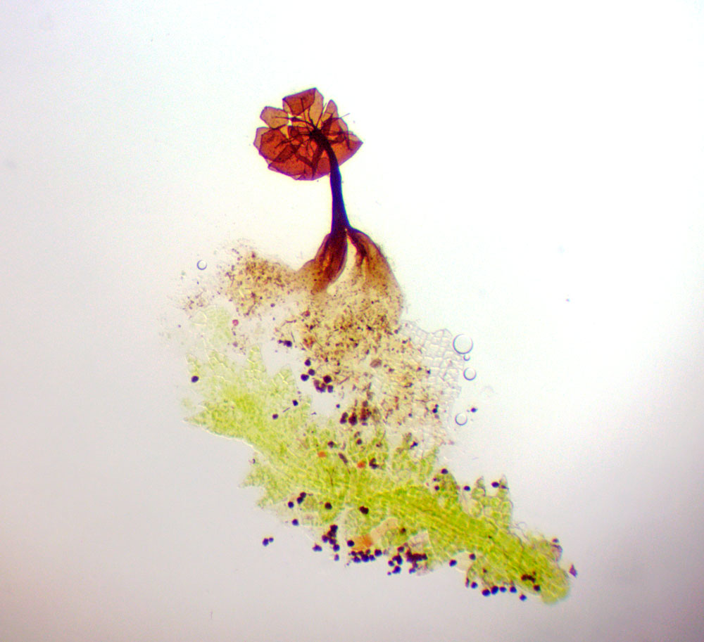 Gļotsēne - sīkā barbejella Barbeyella minutissima - uz sūnas - pusmēness pumpurzarenes Cephalozia lunulifolia. 🥰 Gļotsēnes garums ~ puse milimetra. Atrasta 10.04.2024. uz kritalas sūnām mitrā mežā.