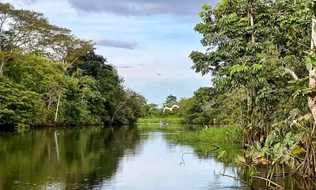 Feliz inicio de semana, desde el Río Papaturro, Refugio de Vida Silvestre Los Guatuzos 🚤🌴🐊🐦🐒 #RíoSanJuan #NicaraguaÚnicaOriginal #NicaraguaFascinanteIrresistible