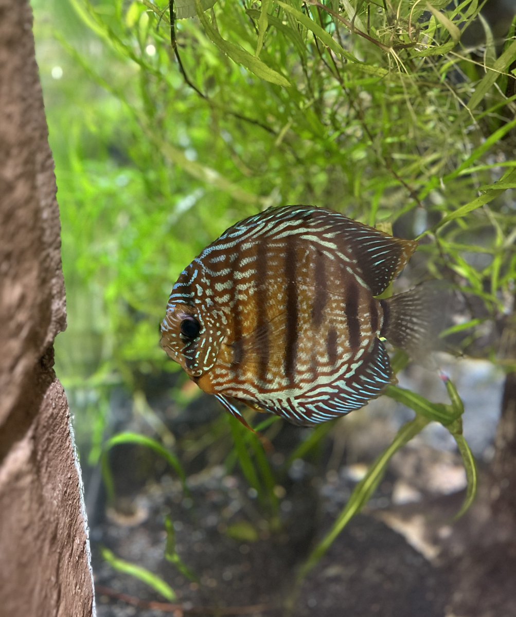 Discus are a cool South American species of cichlid. They’re famous for being very sensitive to water parameters so keepers are always running chemical tests on the water. 

Despite the extra effort they look amazing. And the water in any good Discus habitat is always gorgeous