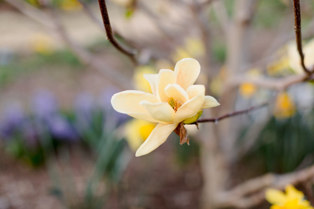 Spring to Reynolda 🌸🌱🌷 #Reynolda #Gardens #House #Spring #Morning