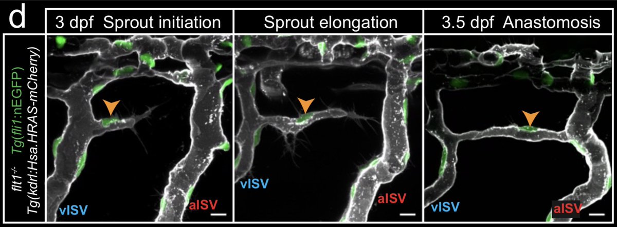 lenoblelab tweet media