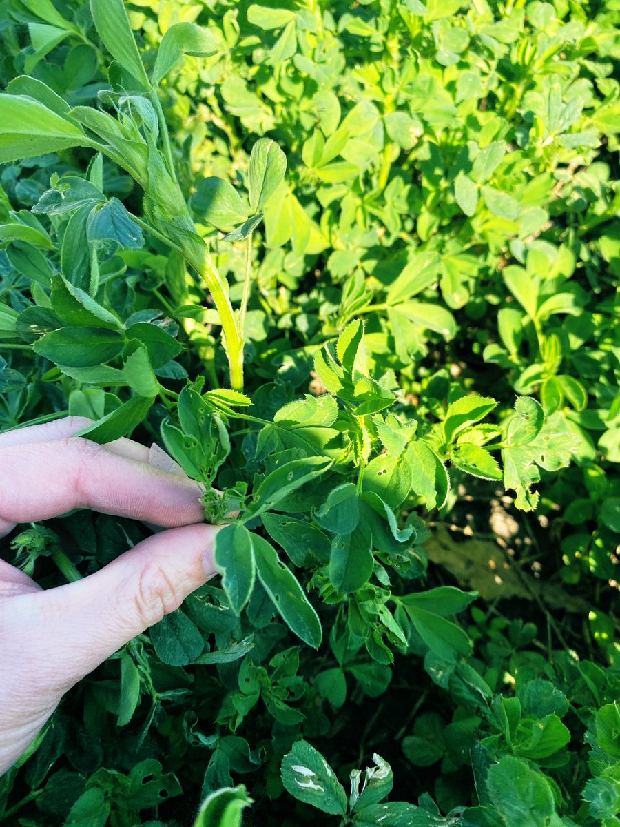 If you have alfalfa, keep your 👀 out for alfalfa weevil. Seeing a lot more activity this week. More on scouting and thresholds here: crops.extension.iastate.edu/cropnews/2024/… #ISUCrops <a href="/ashleyn_dean/">Ashley Dean</a> <a href="/erinwhodgson/">Erin Hodgson</a>
