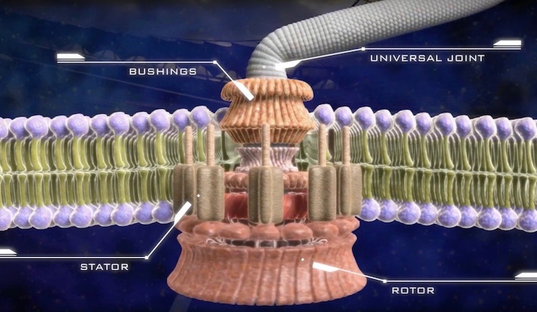 Jack_The_Cat700's tweet photo. According to irreducible complexity, you have multi-component parts to any given #organelle or system in a cell, all of which are necessary for function. If you remove one part you lose the function of that system.
#ID #Behe #evolution https://t.co/lAAXiqavBz