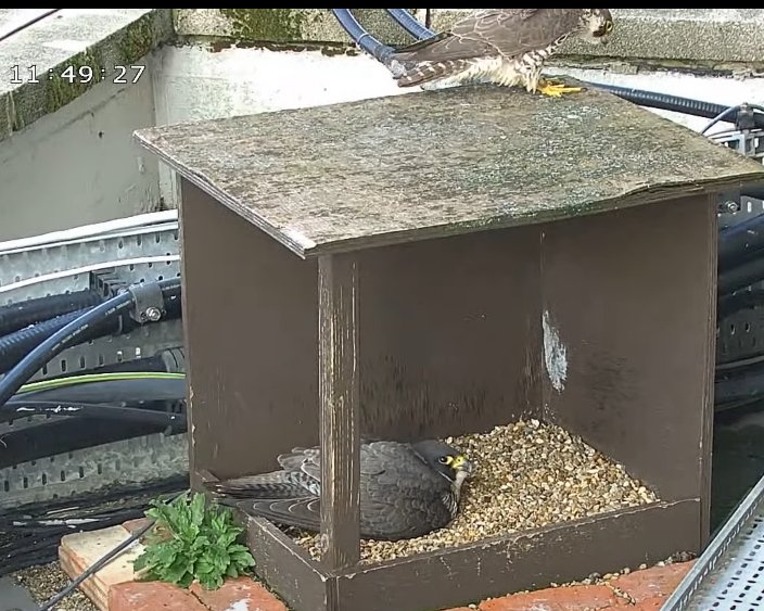 Morden Peregrines. Also today an intruding immature male (on size, and the fact the falcon wasn't too bothered) was on the box and ledge from 11.47 until 12.03. He has an orange Darvic ring so potentially a London ringed bird, but so far I've been unable to read anything on it.