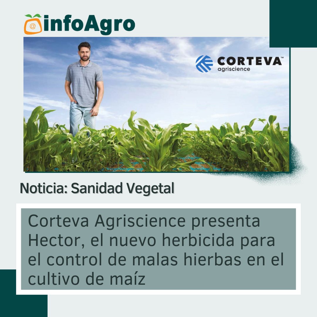 📰 Noticias de Infoagro ❗️ @CortevaES presenta Hector, el nuevo herbicida para el control de malas hierbas en el cultivo de maíz. 🌐 infoagro.com/noticias/2024/… #infoagro #infoagrocom #NoticiasAgricolas #noticias #agricultura #agronoticias #infoagreros #Corteva #CortevaAgriscience