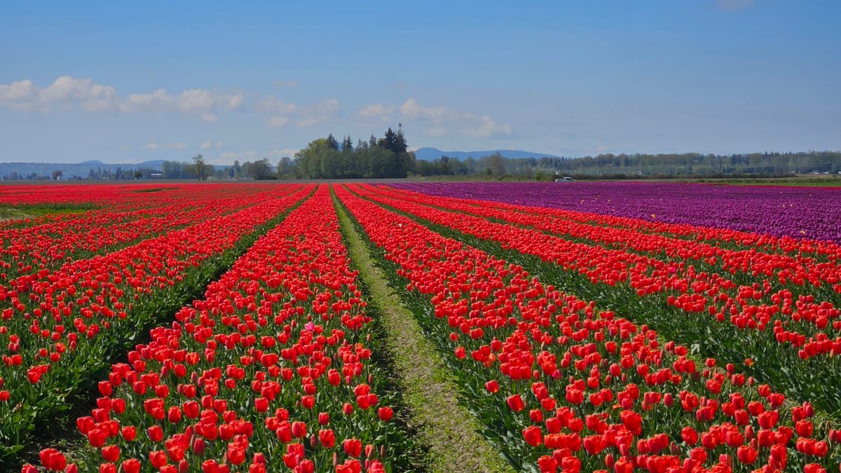 SecuricoreInc's tweet image. First stop: Tulip Town, Washington! Vibrant fields are just the beginning of this innovation journey. 🌷🚗 #ScaleComputing #Platform2024 #TechRoadTrip
