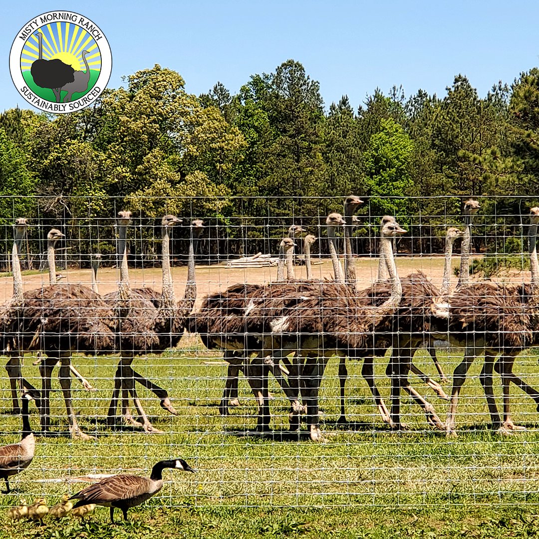 MistyMorningNC's tweet photo. Are you ready to see more ostriches than you can imagine? 🤩 Misty Morning Ranch is the place to witness these magnificent birds! Visit our farm for a tour and discover why ostriches are so incredible. https://t.co/433JboW2JL https://t.co/q92tKvYTAy