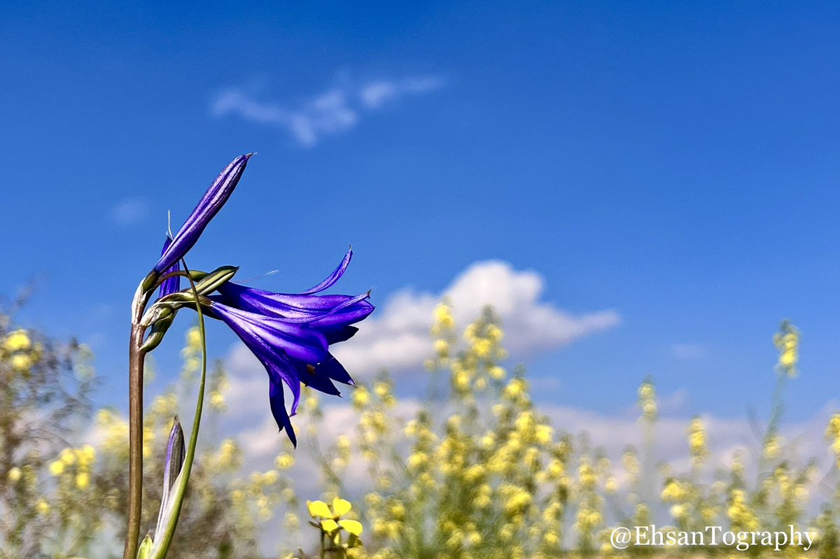 #iPhone #Photography #Flowers #Clouds #AbstractArt #NatureBeauty #Spring