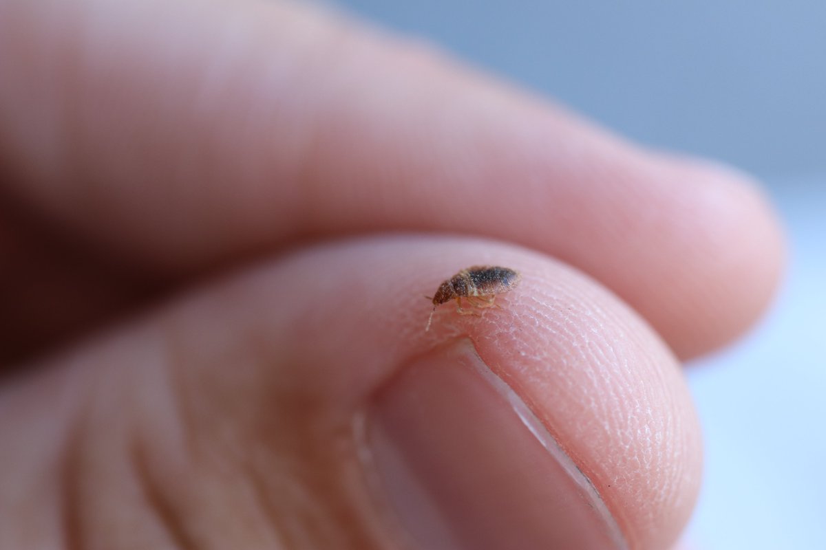 If you have bed bugs or you think that you may,
you need a hero who can come out today.
If bugs are biting and you’re getting the blues,
Arizona Heat is the one you should choose.