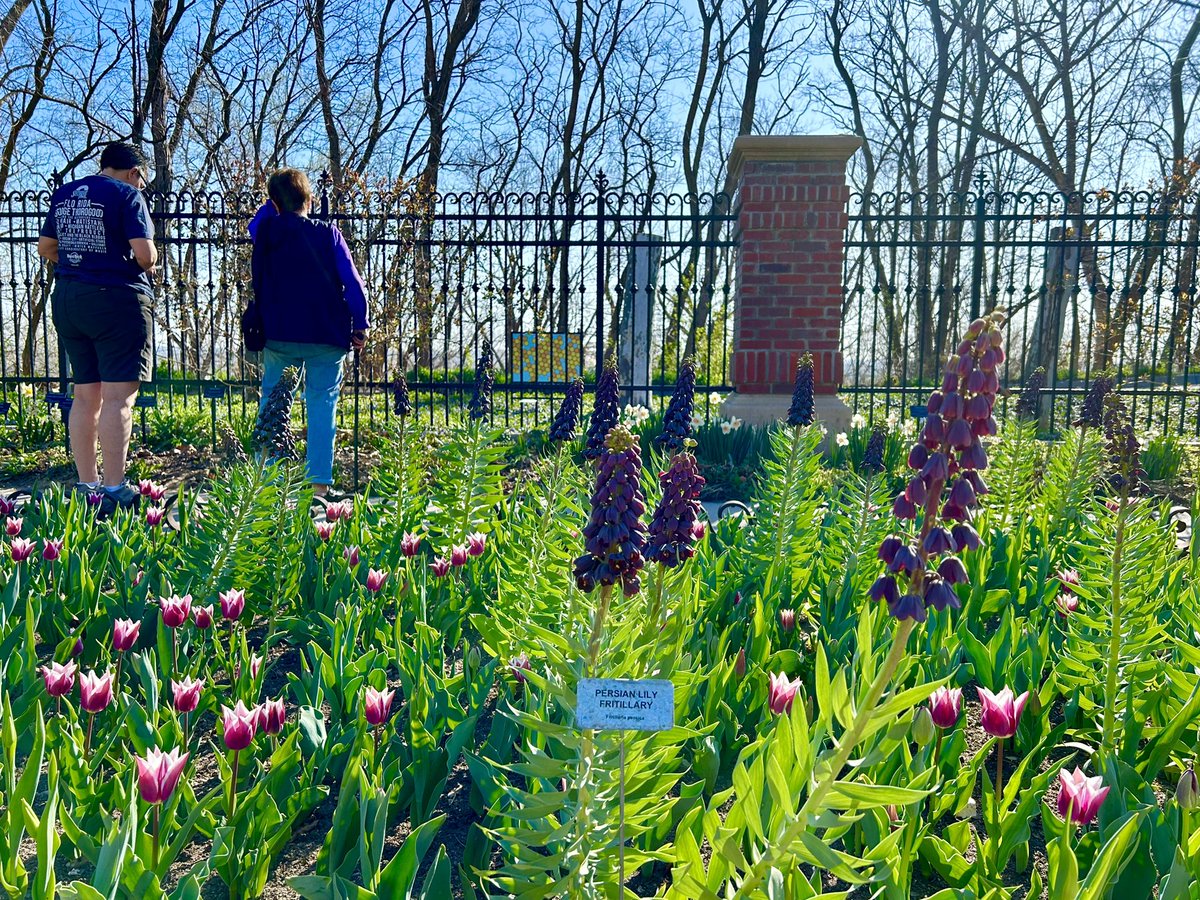 The daffodils are out at @LauritzenGarden! Visit now to see the hundreds of thousands of stunning yellow and white flowers, along with the magnolias, hyacinth, tulips and more in bloom: bit.ly/49tZja7 #OmahaWeekend