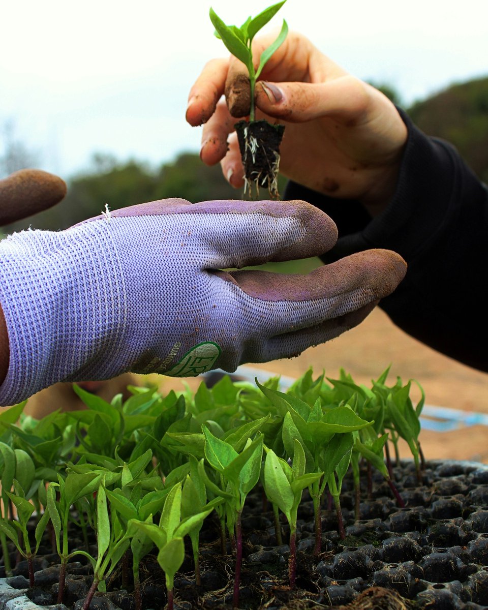 (Green) thumb through the Mass Aggie Seed Library where you can check out a garden’s worth.
bit.ly/49dHlHE
@UMassLibraries  #umassmagazine #gardening #massaggieseedlibrary