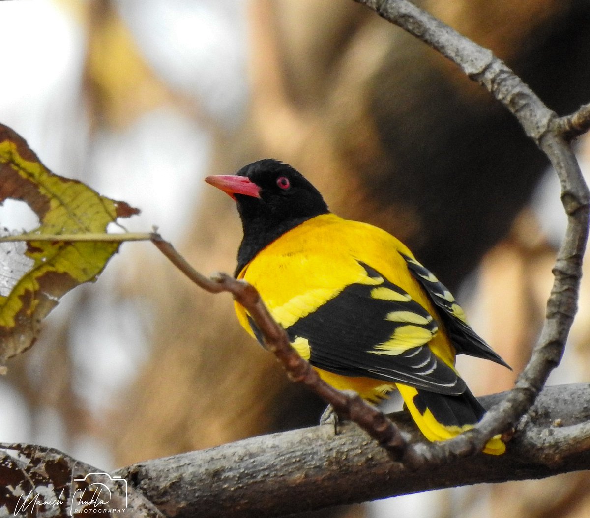 'Black hooded oriole'
@MP_SWA 
@WetlandsInt 
@MPTourism 
@mptfs 
@MPSTDCofficial 
@Abhikhandekar1 
@ThakkarLokendra 
#BirdsSeen2024