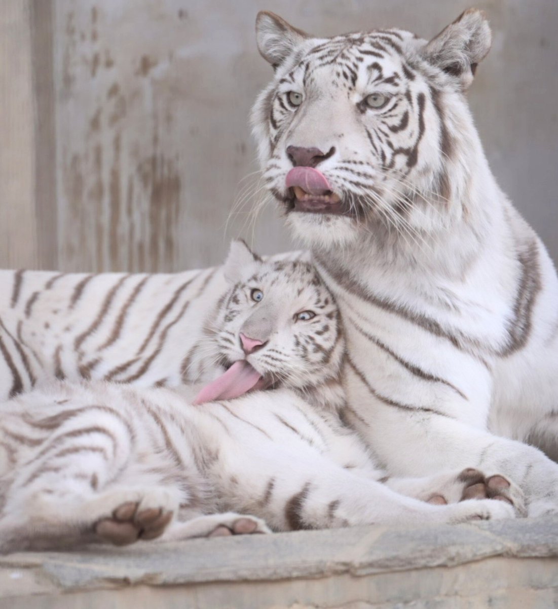 ママも舌出たら娘も舌ペロン #ホワイトタイガー #宇都宮動物園