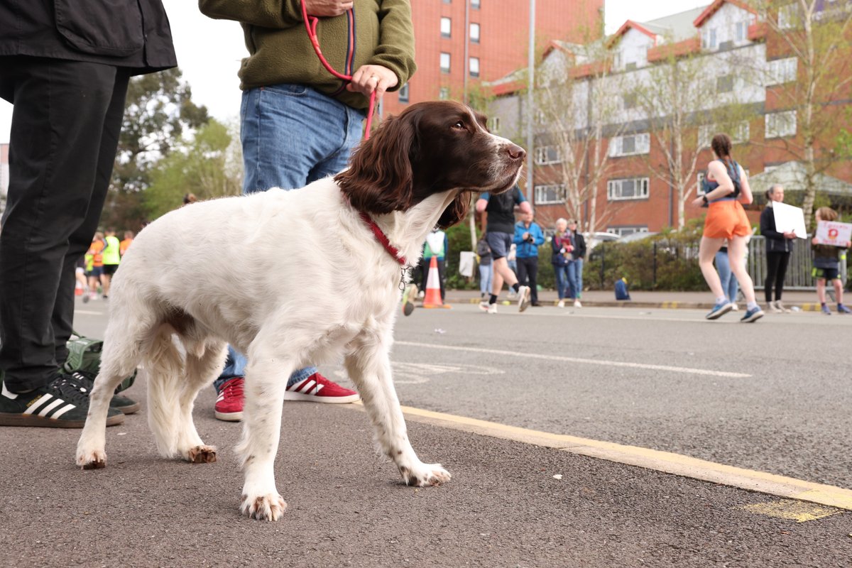 These canine supporters raised the WOOF out on the course yesterday. 🐶 Thanks to all the good boys and girls (and their humans) who helped participants through the challenge.🐾 #ManchesterMarathon