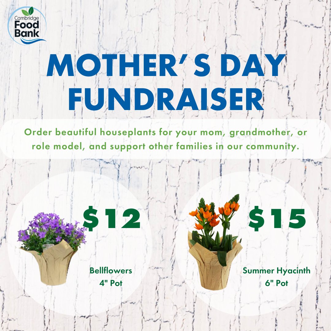This Mother's Day, we invite you to honour the special people in your life by ordering beautiful bellflower or summer hyacinth plants. Apr 13-May2 canadahelps.org/en/charities/c… Pick up May 9-10 from food bank or MFM markets #FeedingCommunity #cambfoodbank #CambridgeOntario #Cbridge