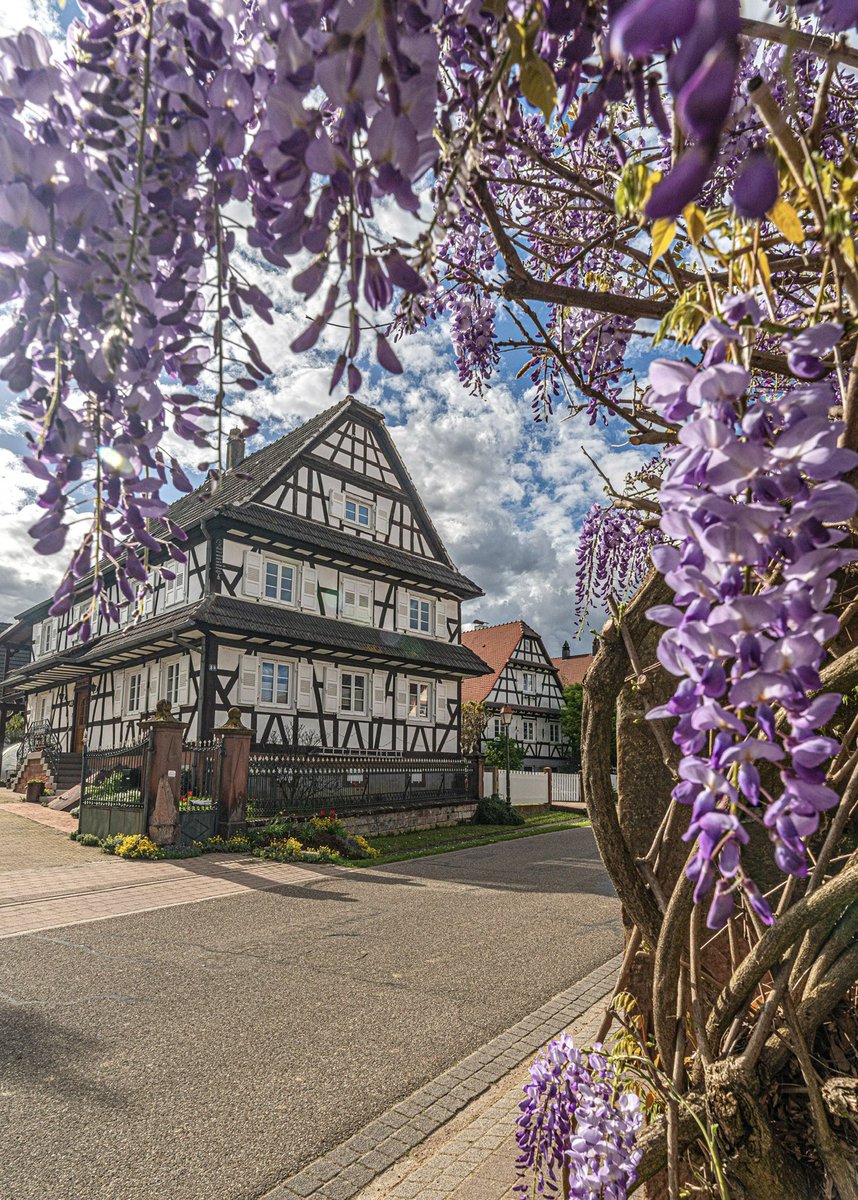 La glycine fleurit à cette période, comme le montre cette photo prise à Seebach, dans le Nord de l'Alsace.