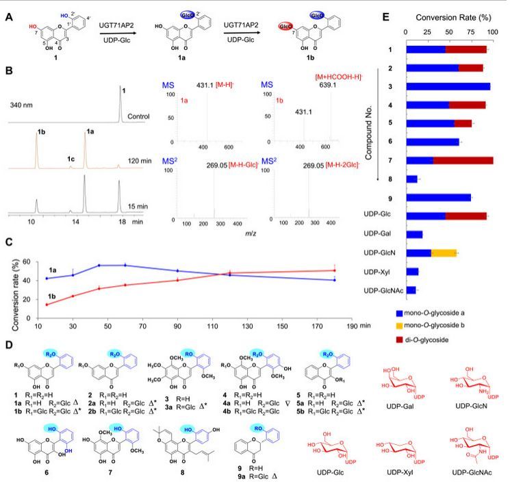 UGT71AP2 from Scutellaria baicalensis catalyzes flavonoid 2′-O-glycosylation, yielding bioactive compounds. Structure-guided mutant design enhances regio-selectivity and catalytic efficiency. #PlantBiochem. Daily biotech insights 👉🏼 @gathersight. buff.ly/3TVxDnP