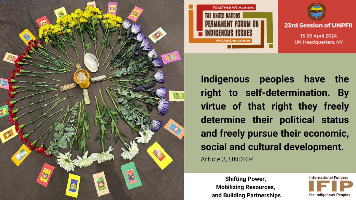 🌿The @UN4Indigenous Begins Today🌿 We gather to continue championing the rights, traditions, and voices of Indigenous peoples Catch the opening ceremony today at 11:00am EST here: webtv.un.org Check out IFIP's #events and #register here: lnkd.in/eNDS8pA