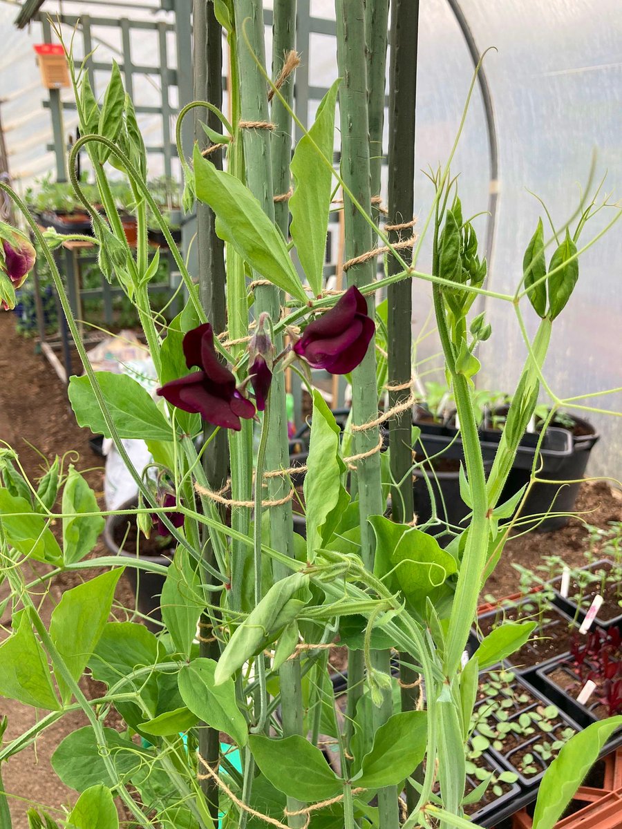 pottyplotters's tweet photo. The skies may be dark but so is the first flower on the sweetpeas!
https://t.co/h8Etz2hGjP
#allotment #allotmentlife #gyo #growyourown #pottyplotters #naughtycorner #learning #wellbeing #veg #plant #fruit #flowers #selfsufficient #sustainable #thegoodlife #plotcast #podcast https://t.co/waMIDLVxVg