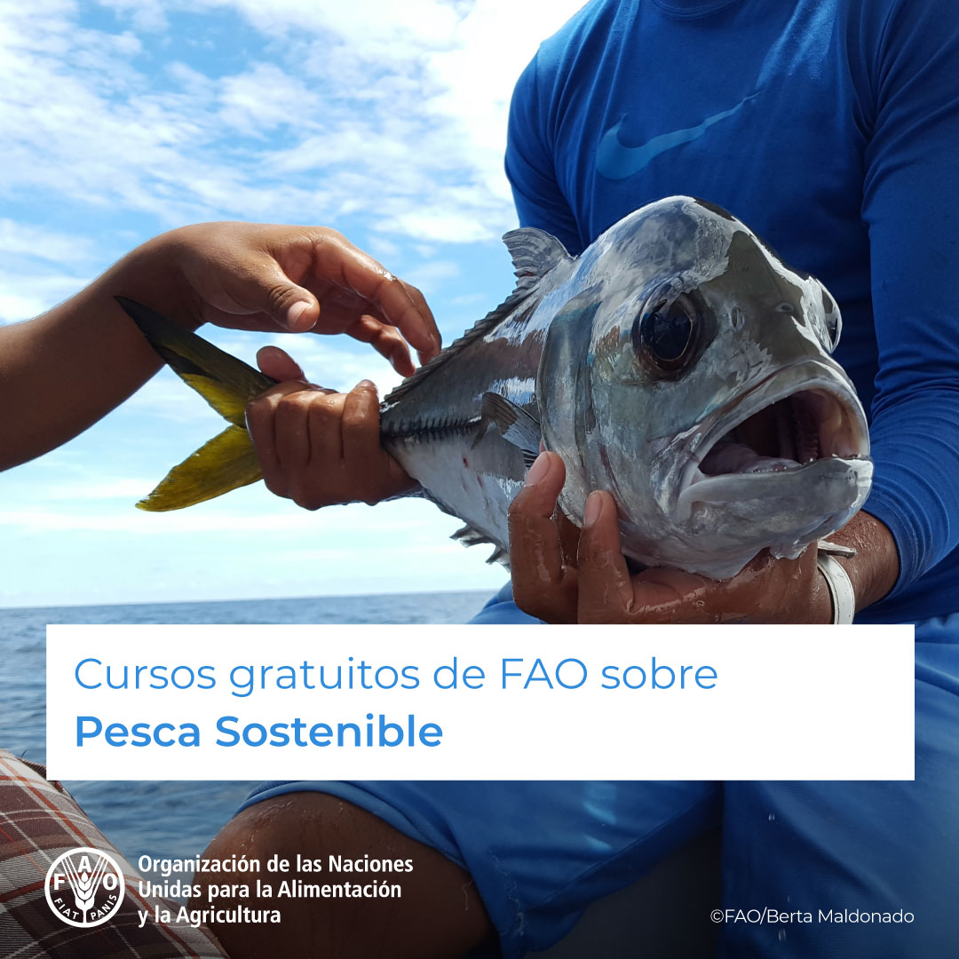 🎓 ¡Cursos GRATUITOS sobre Pesca Sostenible! 🐟 🎣⚓ Ecosistemas pesqueros sostenibles, pesca ilegal y disposiciones portuarias estatales de control. ¡Inscríbete! 👉 bit.ly/3Q4aqwM