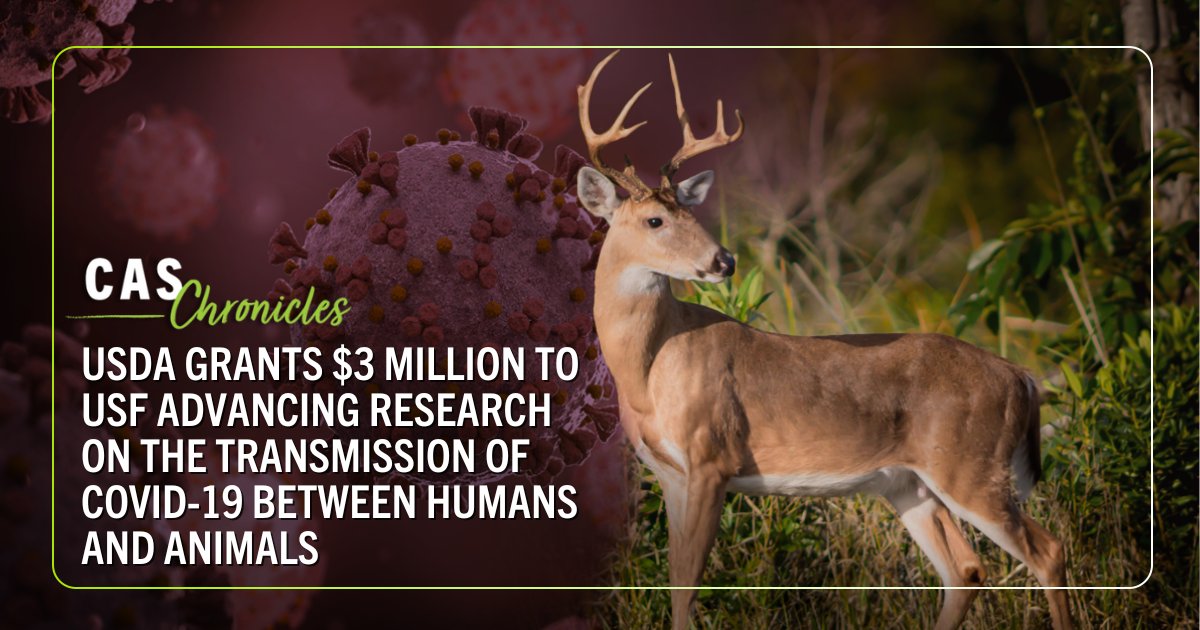 In the latest #CASChronicles, we talk with Dr. Andrew Kramer about how he and his colleagues secured a $3 million USDA grant to research the transmission of #COVID-19 between humans and animals. Read about it here: ow.ly/6VQ850RflyK