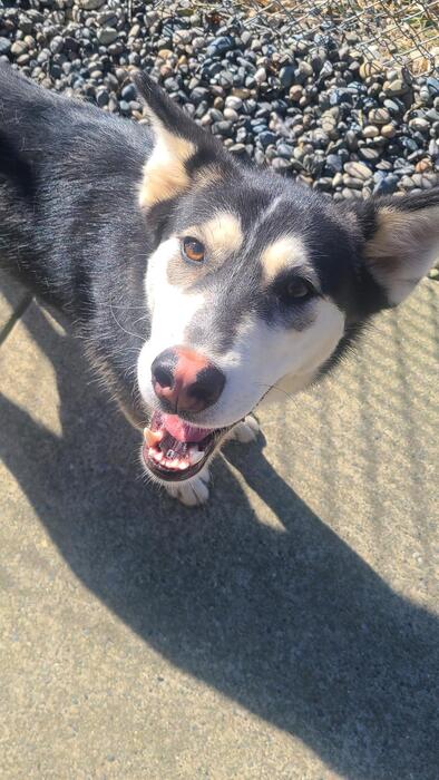 Meet Luna, the beautiful Husky X! Luna is a timid dog, and is in search of a loving forever home that can provide her with the patience, understanding, and care she needs to thrive. Learn more about sweet Luna at ow.ly/bQAM50RftgQ. ❤️#Chilliwackbc