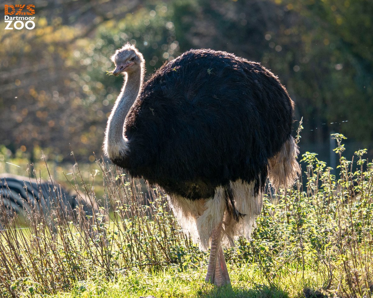 Watch out, Pete's about 🪶 📷 Marketing Kira #dartmoorzoo #DZS #WeBoughtAZoo #Ostrich
