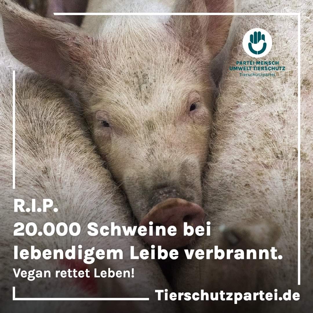 20.000 fühlende #Lebewesen verbrannt. Ihre Schreie sind stumme Zeugen der Grausamkeit industrieller #Tierhaltung. Unterstützt animalequality.de/kampagne/das-e…