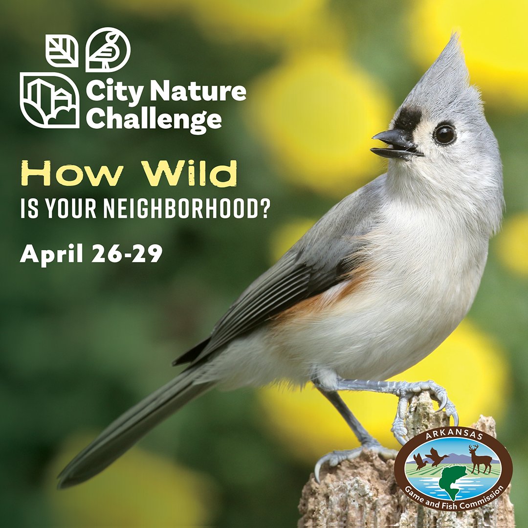 🐢 Get outside between April 26-29 and document any wildlife you see. City Nature Challenge is a friendly competition between urban areas all around the world to see who can make the most nature observations. 👀 how to get involved: bit.ly/441EEbc