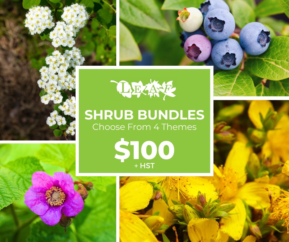 Whitby residents - add biodiversity & beautify your yards with native shrubs from @leaf. Pick from 30+ species or a themed bundle to get 4 shrubs for the price of 3! Mulch & tree care resources provided; planting or delivery available. Order now yourleaf.org