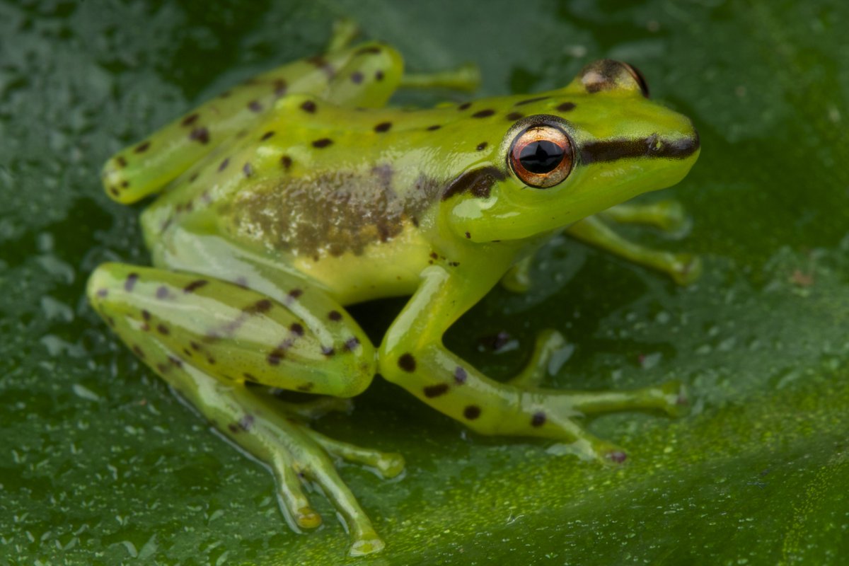 This is Mantidactylus pulcher, the Speckled glass frog. 🐸 It lives in Madagascar and would very much like to continue to do so. #frogfriday

📸 Pic: reptiles4all/ Shutterstock