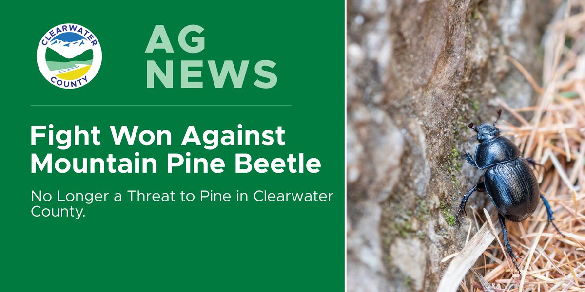 Check out the latest edition of Ag News!
Fight Won Against Mountain Pine Beetle
No Longer a Threat to Pine in Clearwater County.
You can find the complete article &amp; information on upcoming events here: clearwatercounty.ca/agnews