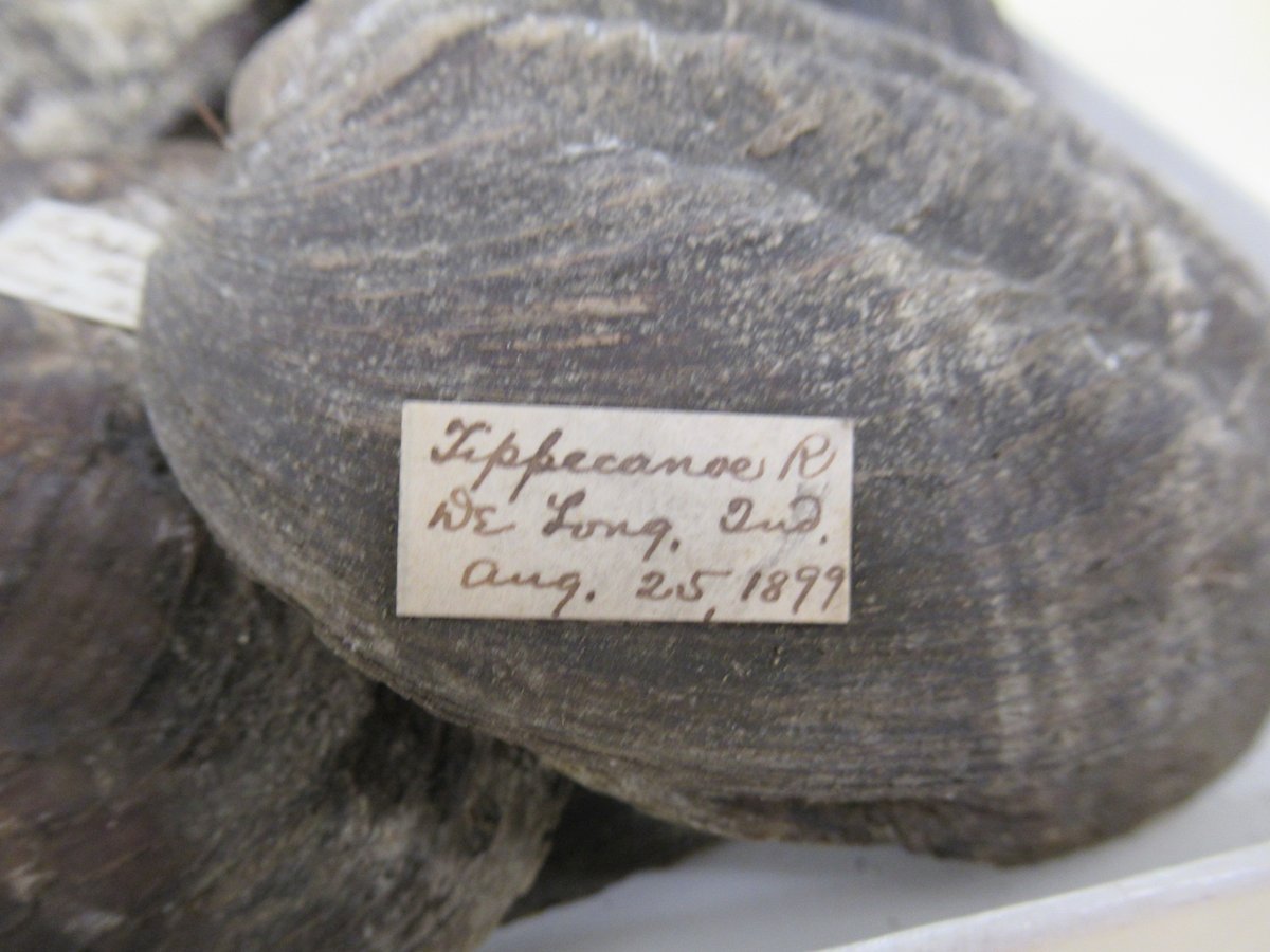 WOW! moar freshwater mussels, these from the Tippecanoe River in Indiana.. date? Aug 25, 1899!! YOW! #molluscmonday #molluskmonday