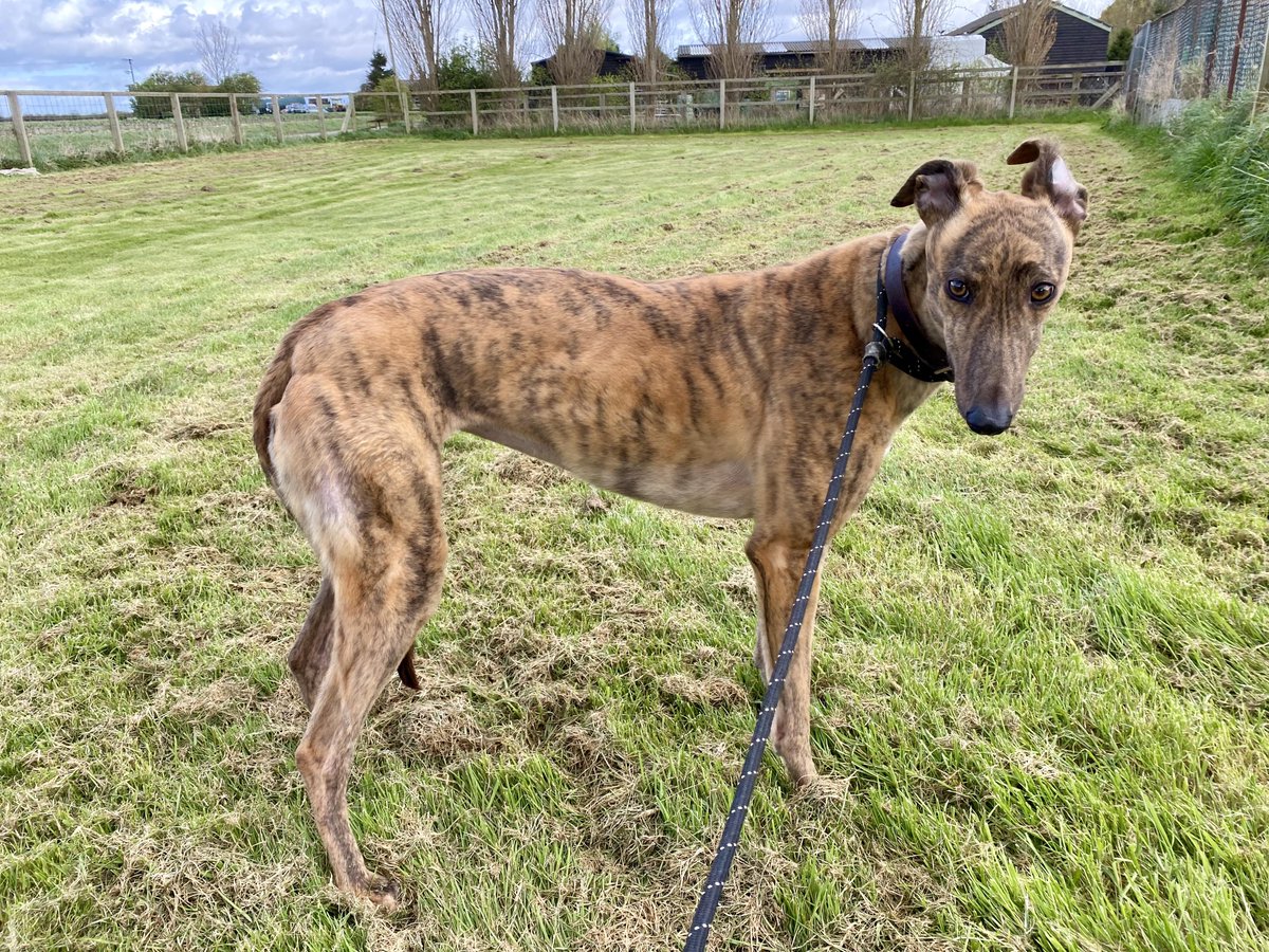 Today Pasta Pestana (Pasta) was homed to a man in Market Rasen. She is the 33rd greyhound homed this year and takes us to 2,448 in total. Pasta ran 3 times at @YglGreyhound then had 1 race @TowcesterRaces before winning 4 of 21 races @Oxford_Stadium