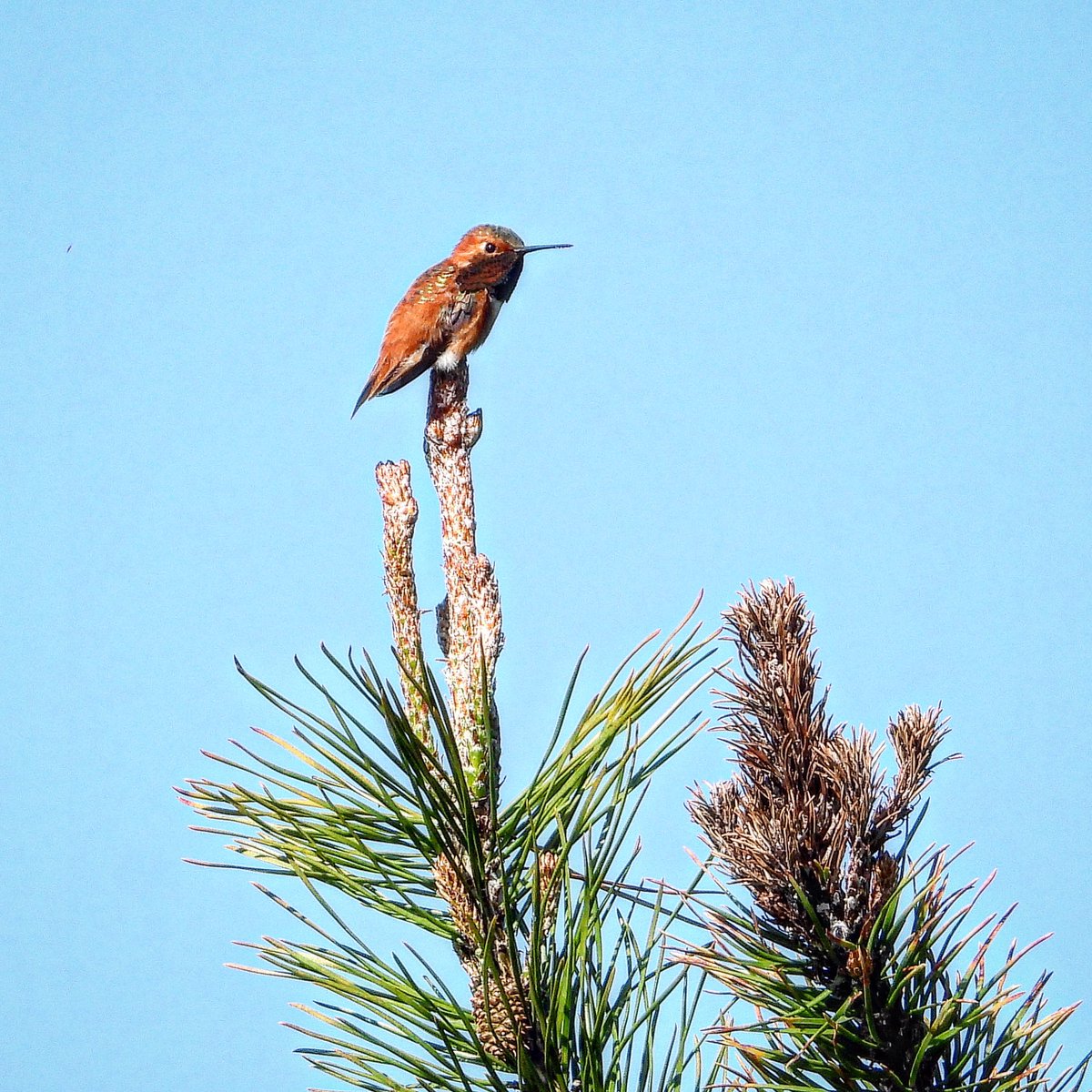 Rufous hummingbird - smaller than my thumb - made of molten gold and liquid bronze - with hearts of eagles! Fearless tiny dragons of the sky! Sword and all! 😄✨❤️✨ @bcbirdtrail @VisitRichmondBC