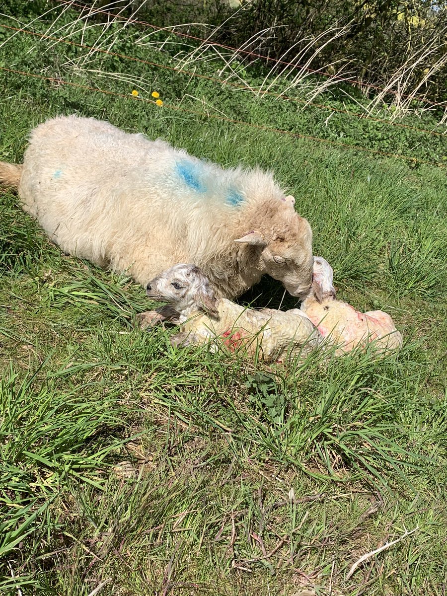 Abi Beynon-brown tweet media