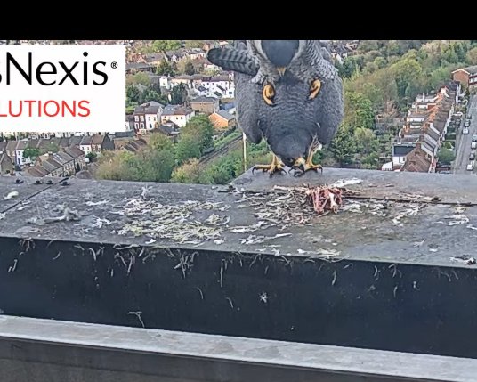 Sutton Peregrines. Incubation is going well, albeit with the slightly unusual situation of the tiercel doing much of it during the day. He moves off when she wants though. However, it was a bit of a surprise to see them mating at about 19.30 last night! All images from yesterday.