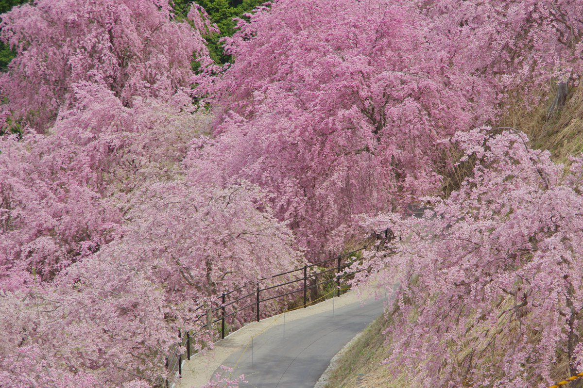 奈良県東吉野村の『高見の郷』にて天空の枝垂れ桜の散歩道。