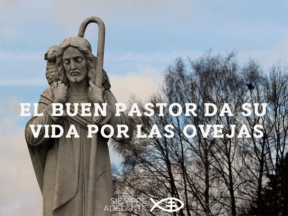 #EvangelioDelDía| IV DOMINGO DE PASCUA. Jn 10, 11-18. “El buen pastor da su vida por las ovejas”. archisevillasiempreadelante.org/palabraviva-21… #SiempreAdelante #PalabraViva