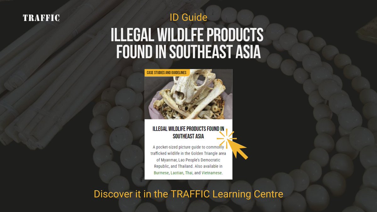 Planning a trip to Southeast Asia or already calling it home? 🌏 Our pocket-sized guide is a must-have for navigating the bustling local markets. Learn how to spot and avoid illegal wildlife products, and help protect our precious #wildlife 👉loom.ly/9inNb7U