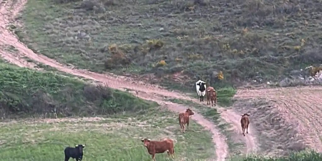 #España #CastillaLaMancha Alerta en los pueblos de Horche y Yebes por reses bravas sueltas de la ganadería de Armuña dlvr.it/T5WtX4