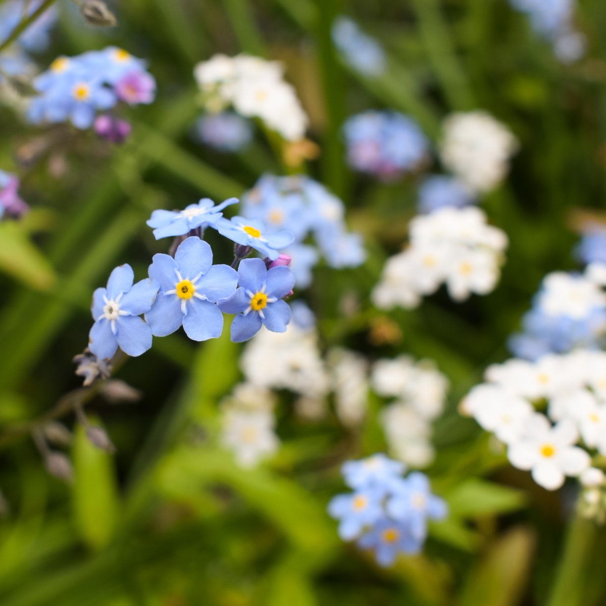 See the world through a new lense with a photography workshop! Join photographer Iara Torres as part of our green meet celebration on 5 May. This hands-on workshop will encourage you to discover what nature photography is really about. Learn more: bit.ly/3TSKRS9