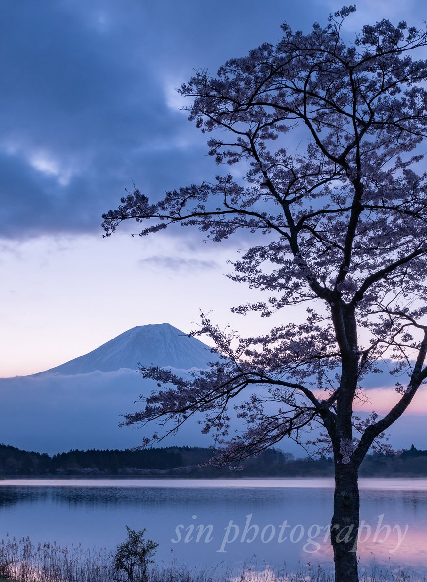 夜明けの富士山と桜🌸 #nikon #photograghy