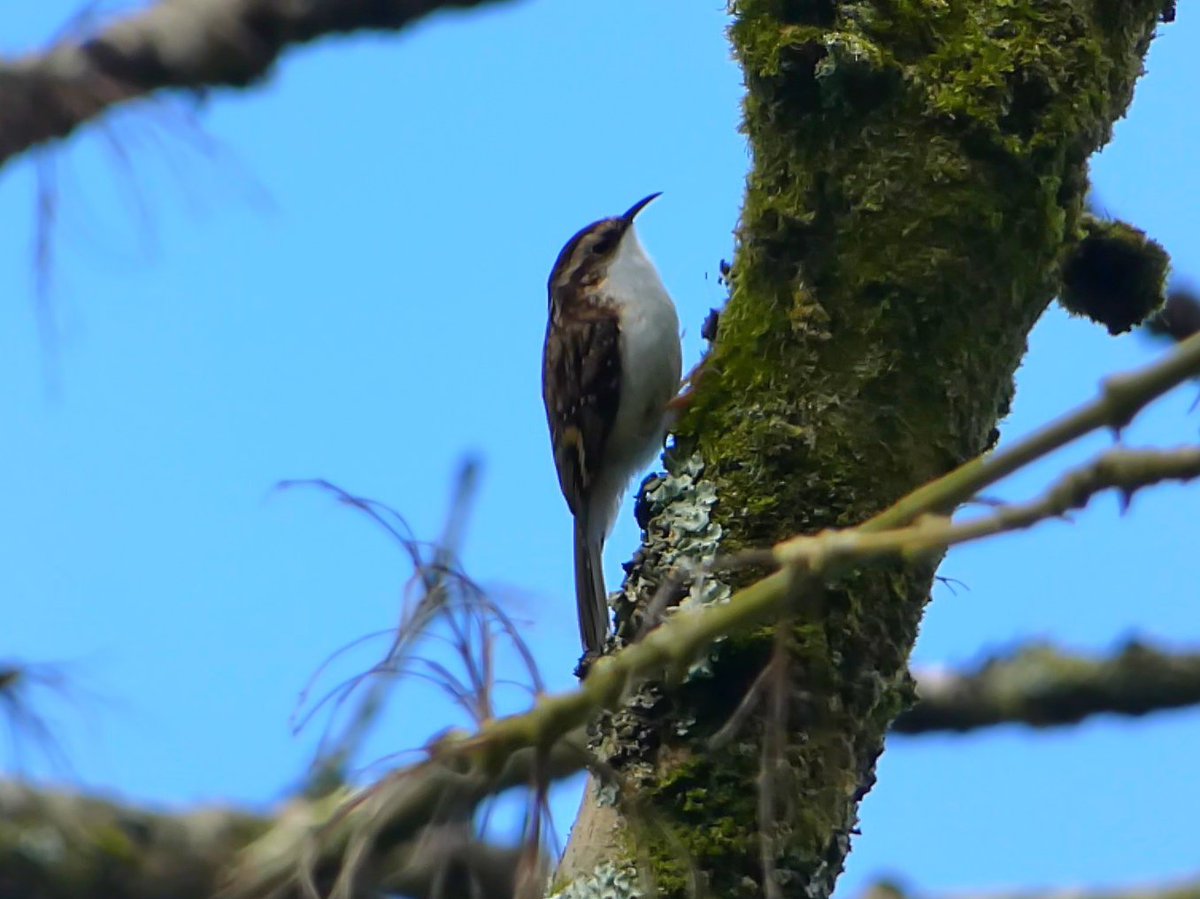Took a trip to Ballyseedy Woods yesterday afternoon in hopes of seeing some migrating warblers. Ended up seeing 5 Chiffchaffs, 4 Blackcaps 2 Kestrels and a Jay ! This Tree-Creeper was nice too !