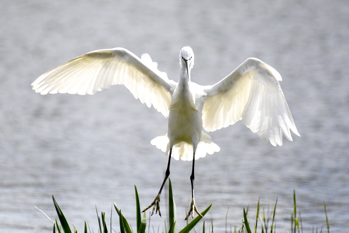 Little Egret coming into land at Teifi Marshes. #TwitterNatureCommunity