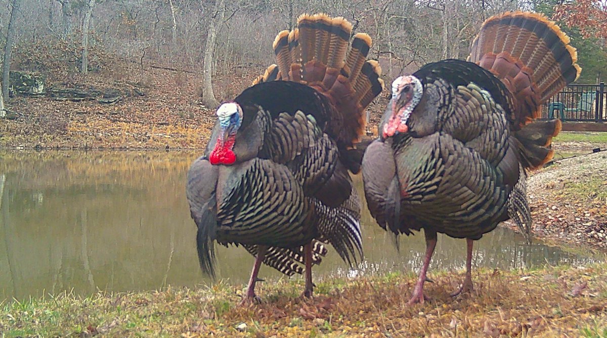 TURKEY TIME: Spring turkey season opened today. Wishing all hunters good luck and stay safe. Thank you to Corey Luetkemeyer for this shot of two strutting toms taken on his game camera on their farm near Meta. mdc.mo.gov/hunting-trappi…