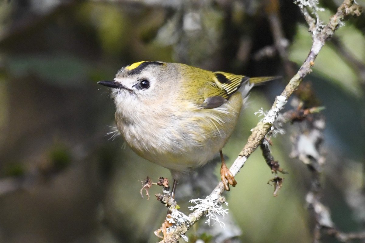 A Goldcrest flitting about the bramble and blackthorn at Teifi Marshes this morning. #TwitterNatureCommunity