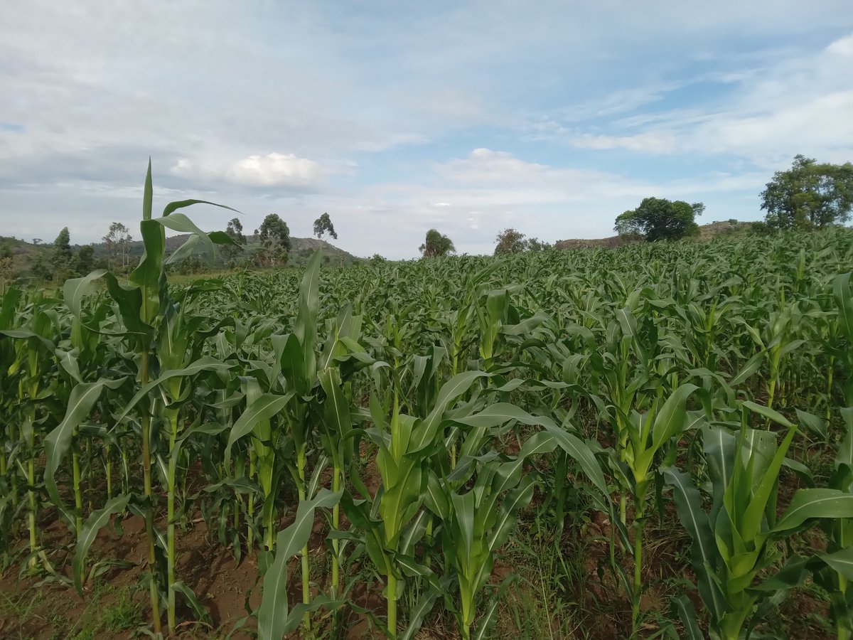 This is the progress so far. While coffee remains the thing, maize helps us @PearlFarmsUg to feed workers and get some income. The stalks are used for mulching.